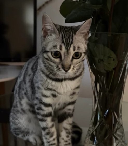 Oskar avatar